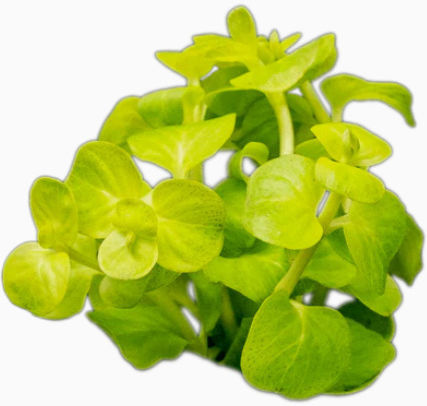 Lysimachia Nummularia Aurea Live Aquarium Plant