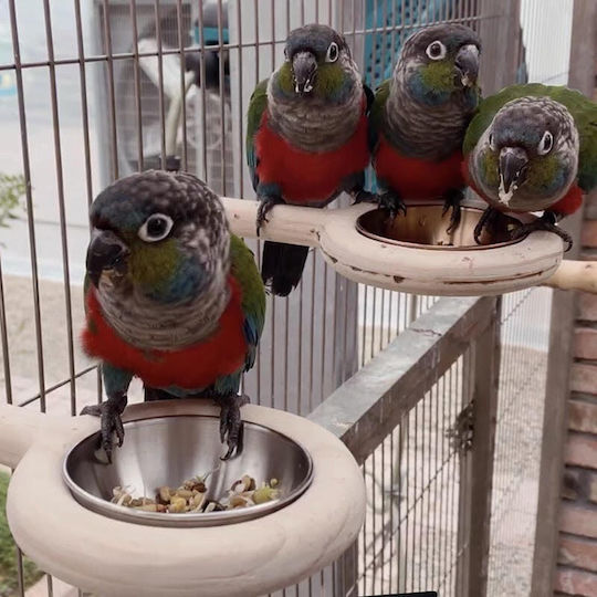 Birds Kingdom Vogelfütterung & -tränke