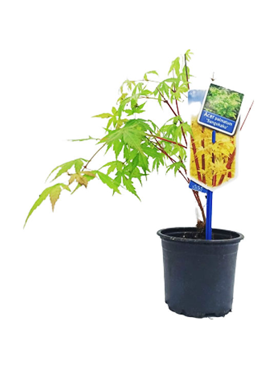 Japanisches Platane Acer Palmatum Sango Kaku