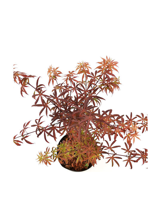 Acer Palmatum Starfish Αστερίας
