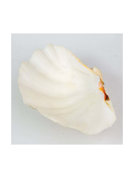 Decorative Shell Mono 8-9" White Shell