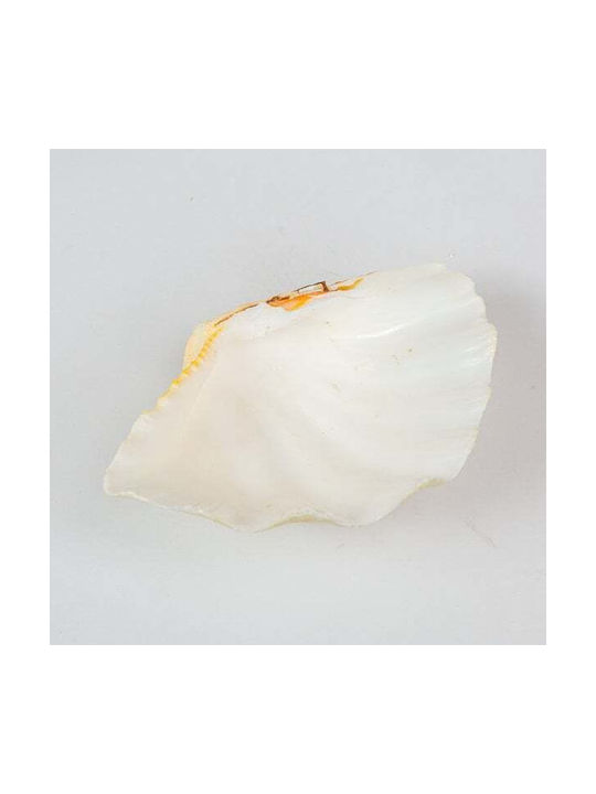Decorative Shell Mono 6-7" White Seashell