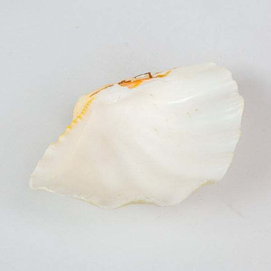 Decorative Shell Mono 6-7" White Seashell