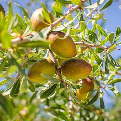 Argan Plant Oil 50 Ml