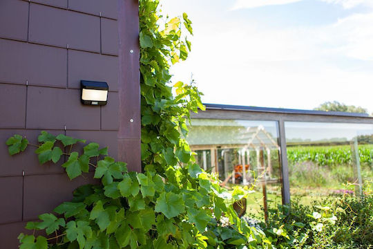 Lutec Try Wall Mounted Solar Light 8W 500lm Cold White 5000K with Motion Sensor and Photocell IP44 11.8cmx6.9cmx12.5cmcm