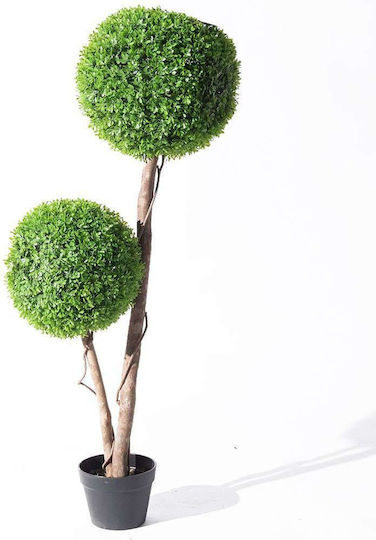 Πυξάρι Εξωτερικού Χώρου 120cm Supergreens