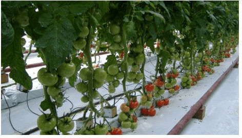 Hydroponics Lance 30°