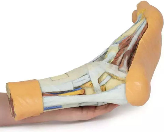 3D Fuß Oberflächliche Tiefe Schnitt Erler Zimmer