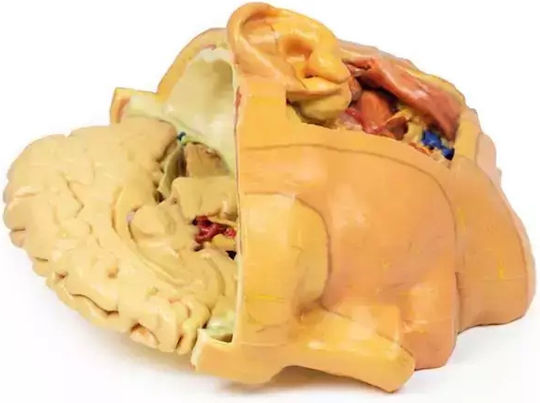 Anatomisches 3D-Model Kopf Hals Erler Zimmer
