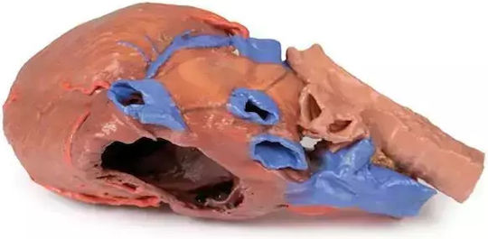 Πρόπλασμα Ανατομίας 3d Καρδιά Κάτω Τραχεία Erler Zimmer