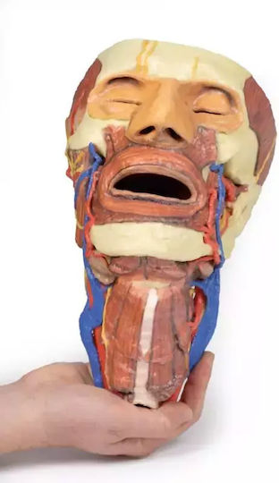3D Cap Craniu Coloană Vertebrală Cervicală Erler Zimmer