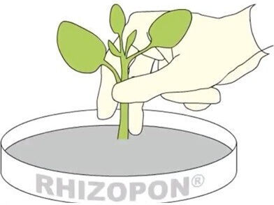 Ορμόνη Ριζοβολίας Ξυλώδη Rhizopon Aa 1 % 500 Gr