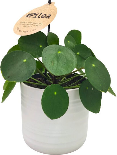 Soft Wool Plant Pot Ceramic Multicolour Soft Wool Plant Pot Ceramic Multicolour
