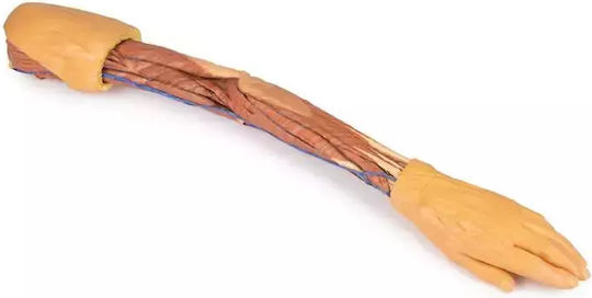 Manechin De Anatomie 3D Membru Superior Erler Zimmer