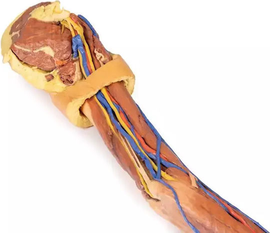 Manechin De Anatomie 3D Membru Superior Erler Zimmer