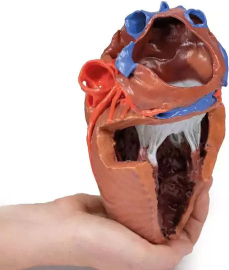 Anatomy Manikin Heart Internal Structures 3D Erler Zimmer