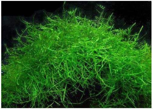 Misirlis Aquarium Java Moss cup(ΦΠ) Ζωντανό Φυτό Ενυδρείου Java