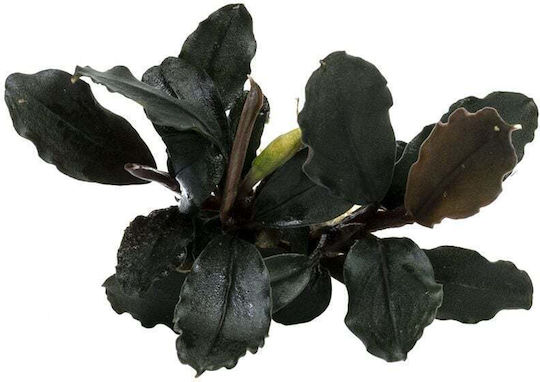 Bucephalandra Brownie Ghost Ulu