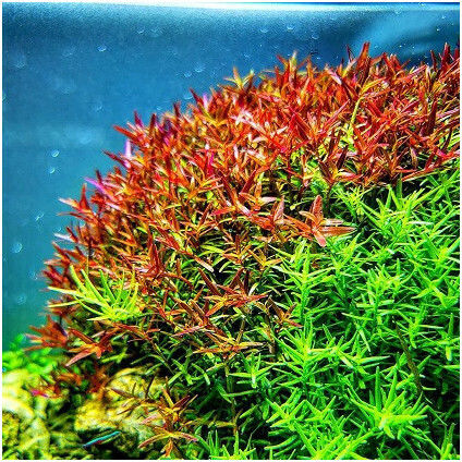 Misirlis Aquarium Живо Аквариумно Растение Rotala