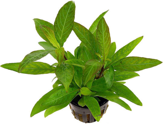 Stoffels Hygrophila Corymbosa Siamensis