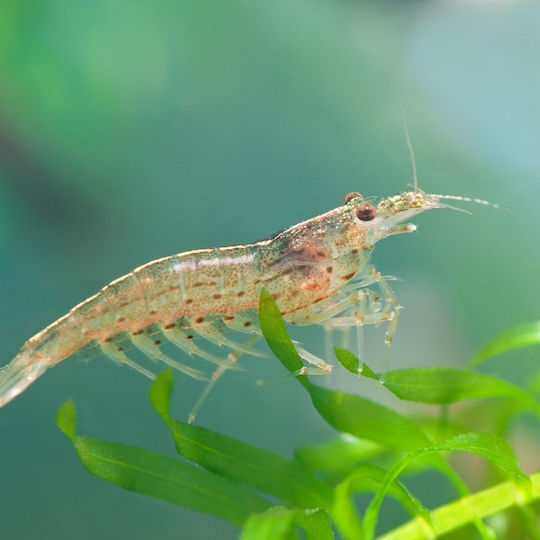 Caridina Multidentata Japonica Crevete Amano 2-3 Cm