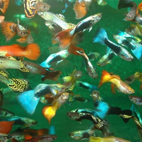 Poecillia Reticulata Guppy Mixed Males