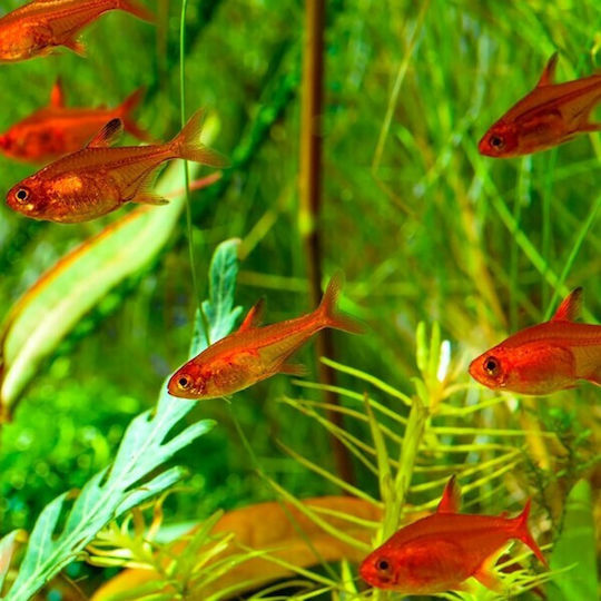 Aquariumfisch