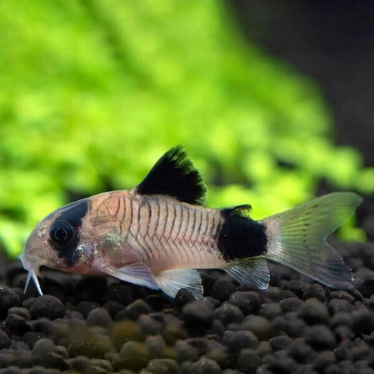 Corydoras Panda Panda Cory 2.5 Cm
