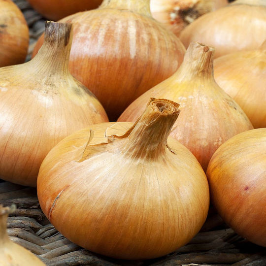 Toraf Samen Zwiebel 5gr
