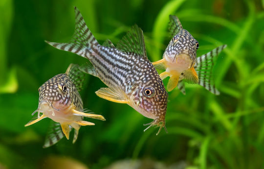 Aquariumfisch