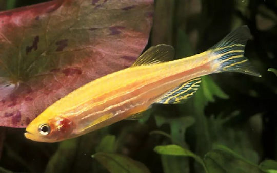Danio Rerio Golden M