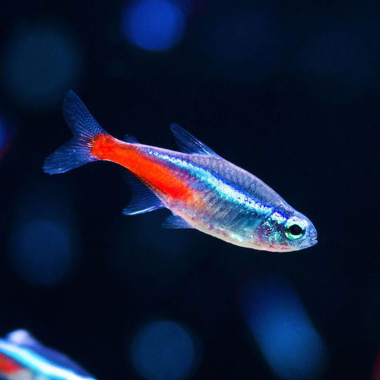 Aquarium Fish