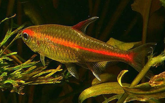 Hemigrammus Erythrozonus M