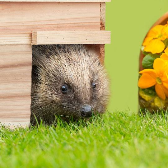 Hedgehog House Floor Made Wood 21 X 40 X 30 Cm