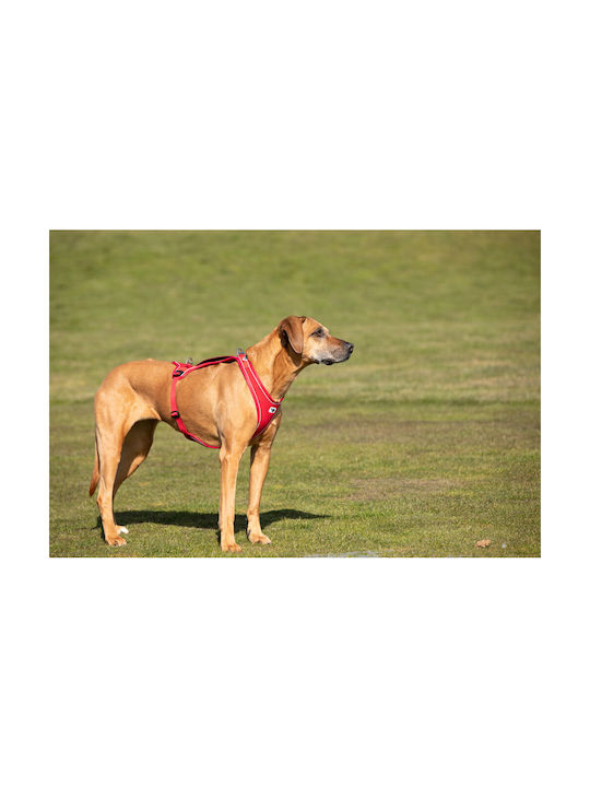 Curli Belka Comfort Dog Harness Large Brown