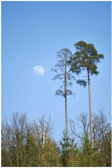 Πίνακας Tall Trees Under Moonlight Ψηλά Δέντρα Κάτω Φως Του Φεγγαριού 100x150