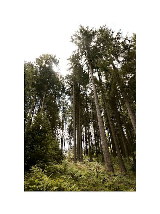 Πίνακας Forest Trees Under Sunlight Δασικά Δέντρα Κάτω Φως Του Ήλιου 80x120