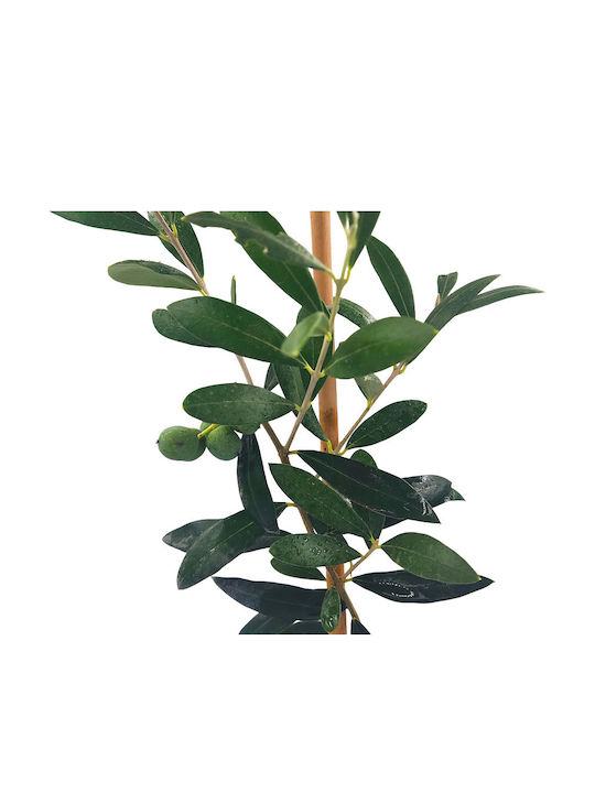 Ελιά "pre-bonsai" Έτοιμο Φυτό 25εκ Ελιά "pre-bonsai" Έτοιμο Φυτό 25εκ