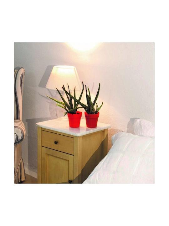 Viomes Pot Rose
