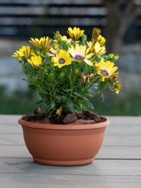 Κασπω Tepakota D27x11 5h Cm-τερακοτα Κασπω Tepakota D27x11 5h Cm-τερακοτα