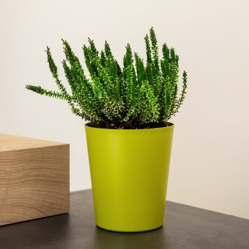 Kaspó Orchideás 1lt-d13x14h cm-αμεθυστος