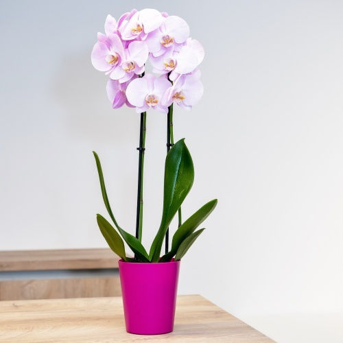 Kaspó Orchideás 1lt-d13x14h cm-Graues Kaffee