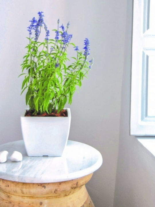 Каспо Tetp Linea 21л-33x33x27в см-Моливи