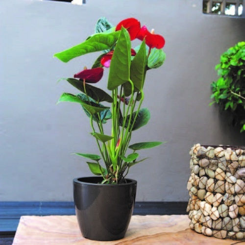 Vaze Pentru Plante Linea Gloss 7lt-d25x21h Cm-moliv