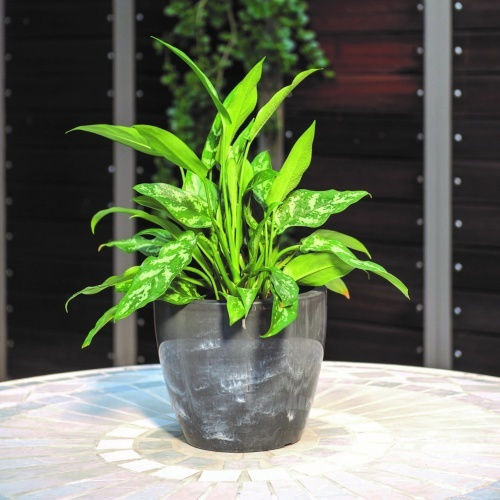 Каспо Linea Natura 30л-д40x34в Смоук Каспо Linea Natura 30л-д40x34в Смоук