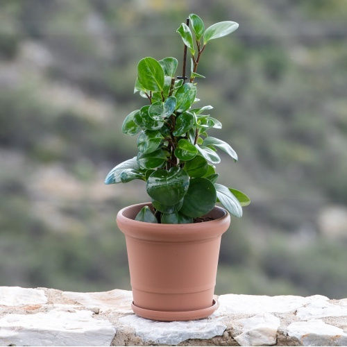Viomes Pot Plastic 29x29x25cm.