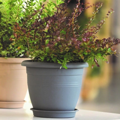 Viomes Plate Pot