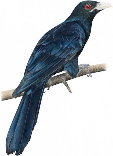 Game Expansion Playing on Wings: Birds of Asia for 1-7 Players 10+ Years Old (PL) Rebel Games