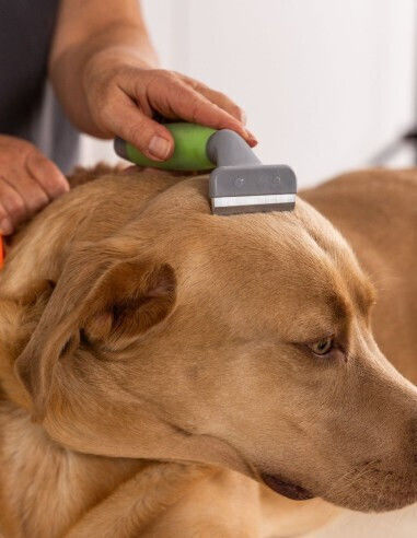 Wahl Professional Pieptene Mare pentru câini cu părul scurt pentru Îngrijirea Blănii Bej
