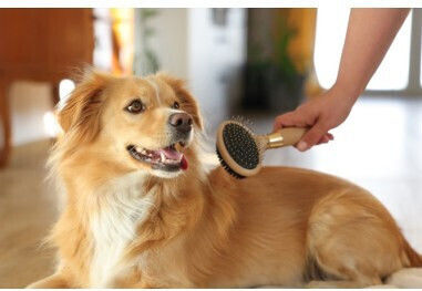 Magic Brush Βούρτσα Σκύλων Διπλής Όψης για Περιποίηση Τριχώματος
